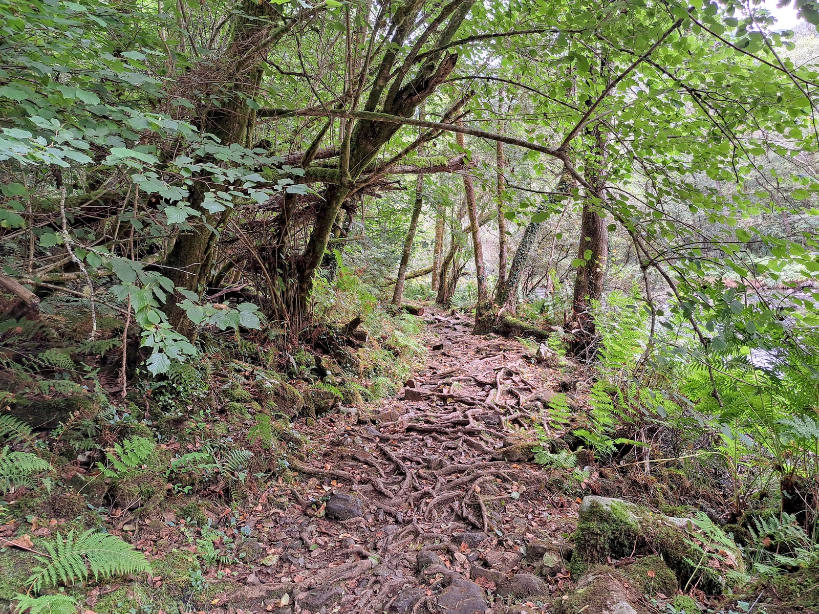 Fotografía de Fragas do Eume