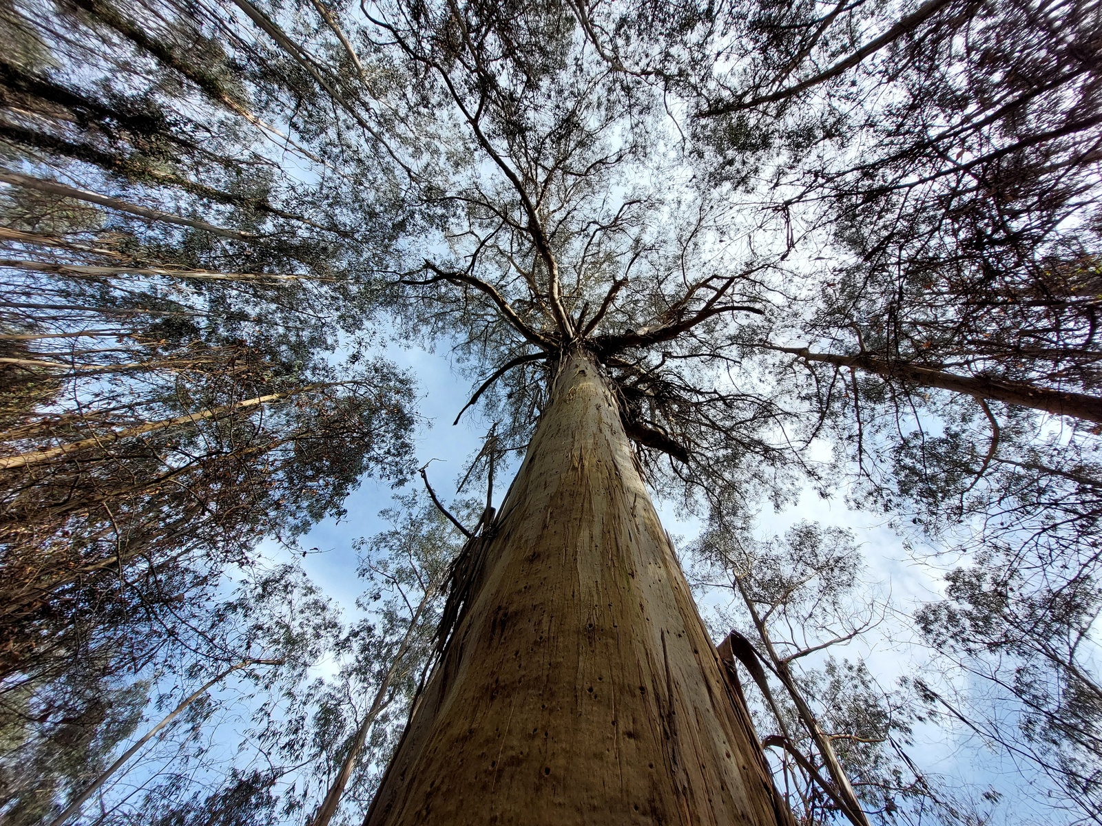 Fotografía de Ocalitón de El Pitu y La Peñona